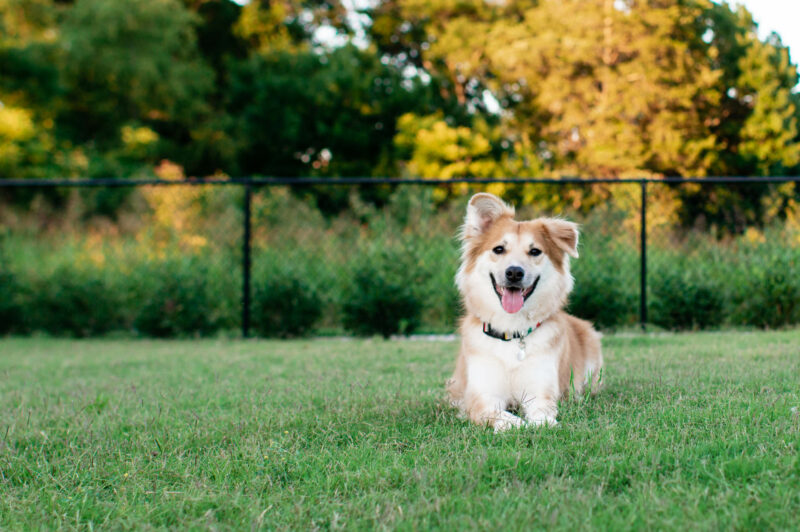 Happy Dog Playing at the Park